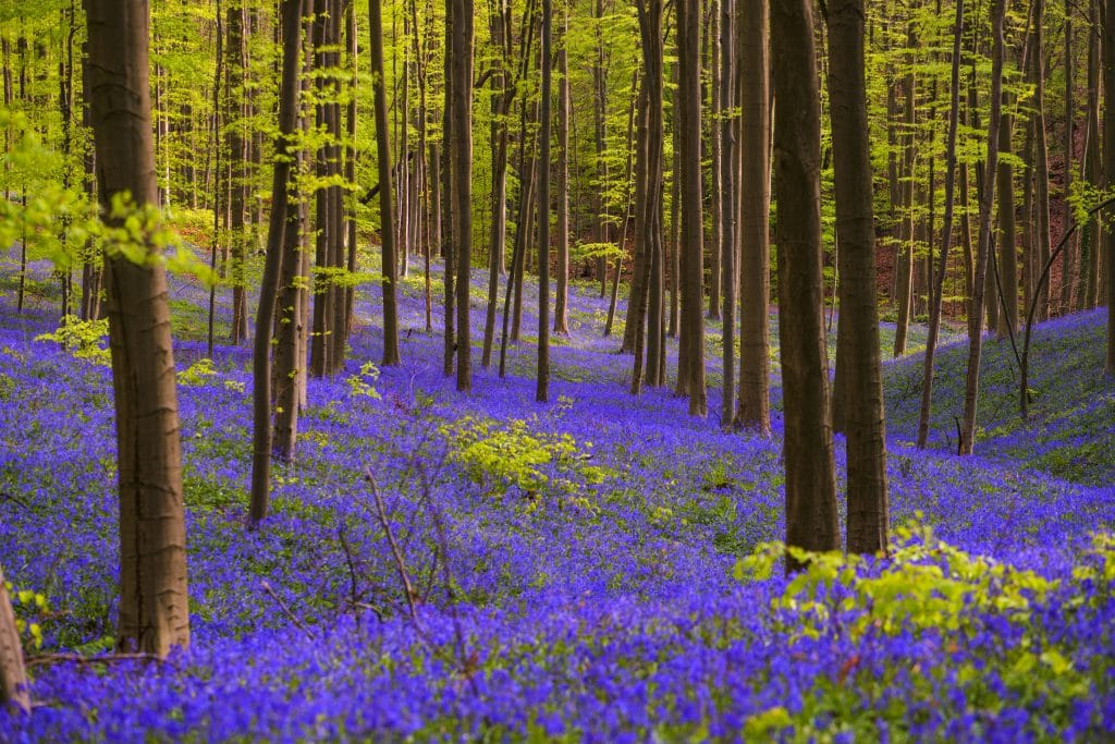 Bluebell woods