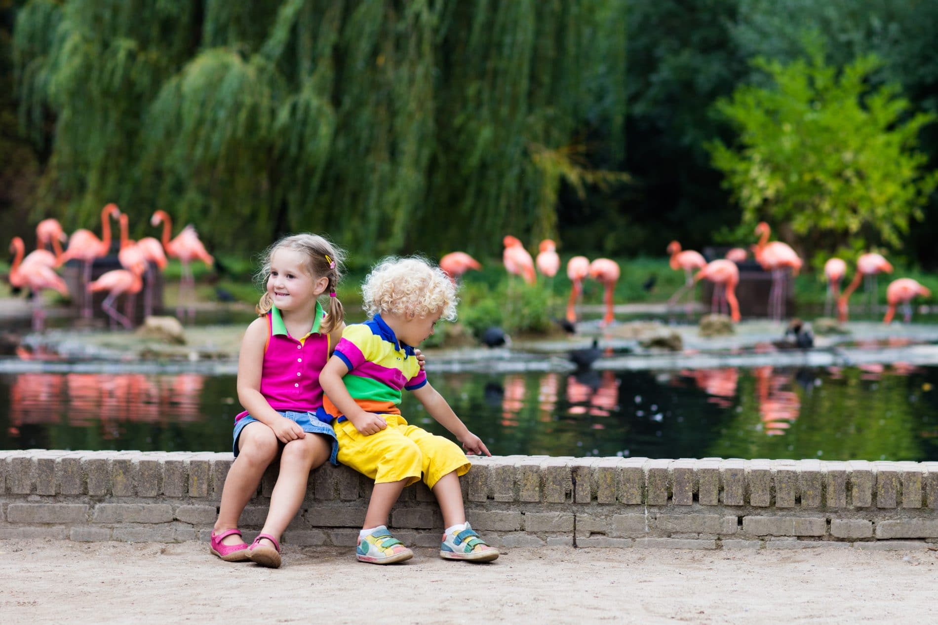 Toddlers spotting flamingos at a zoo