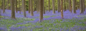 Bluebell forest near Brussels