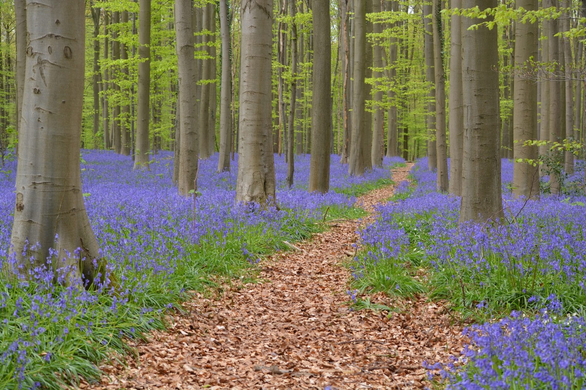 Bluebell forest just outisde of Brussels