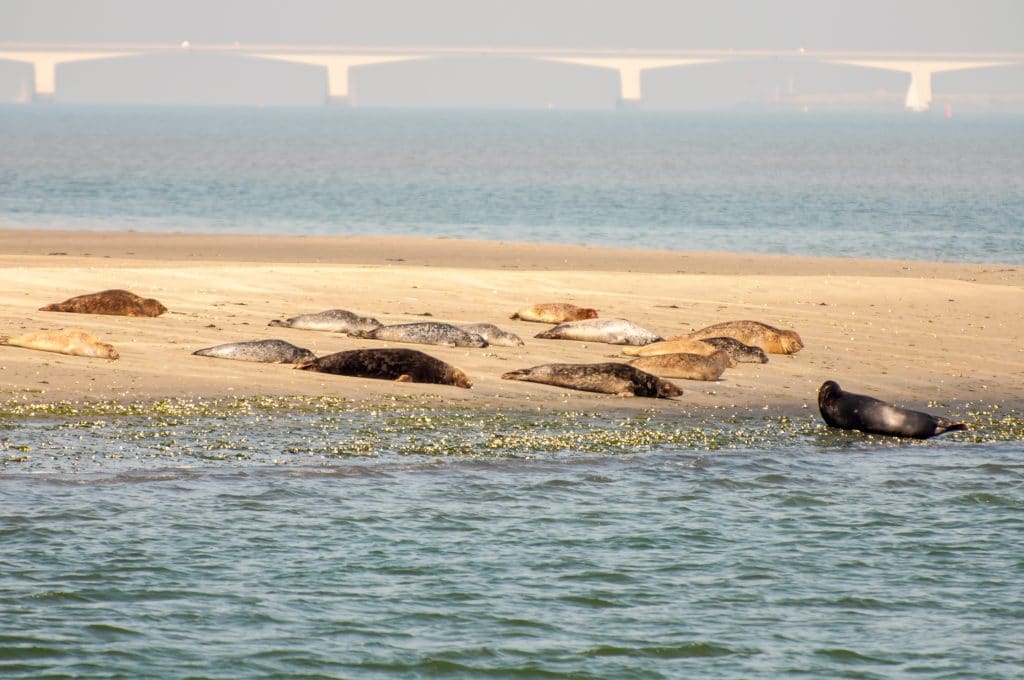 Seals basking on beach