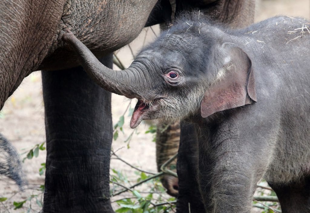 baby elephant artis zoo