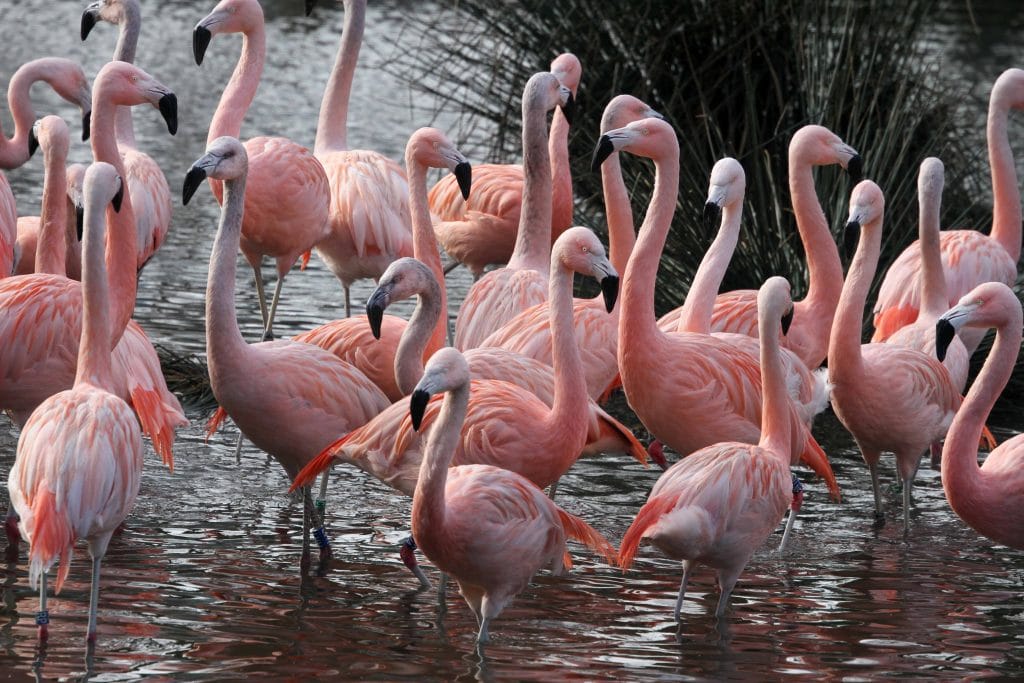 Flamingos at Artis zoo