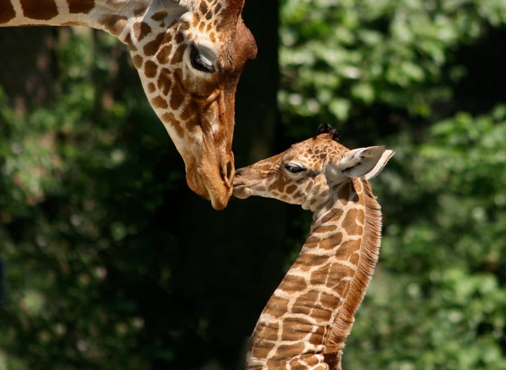 Giraffes at Artis zoo