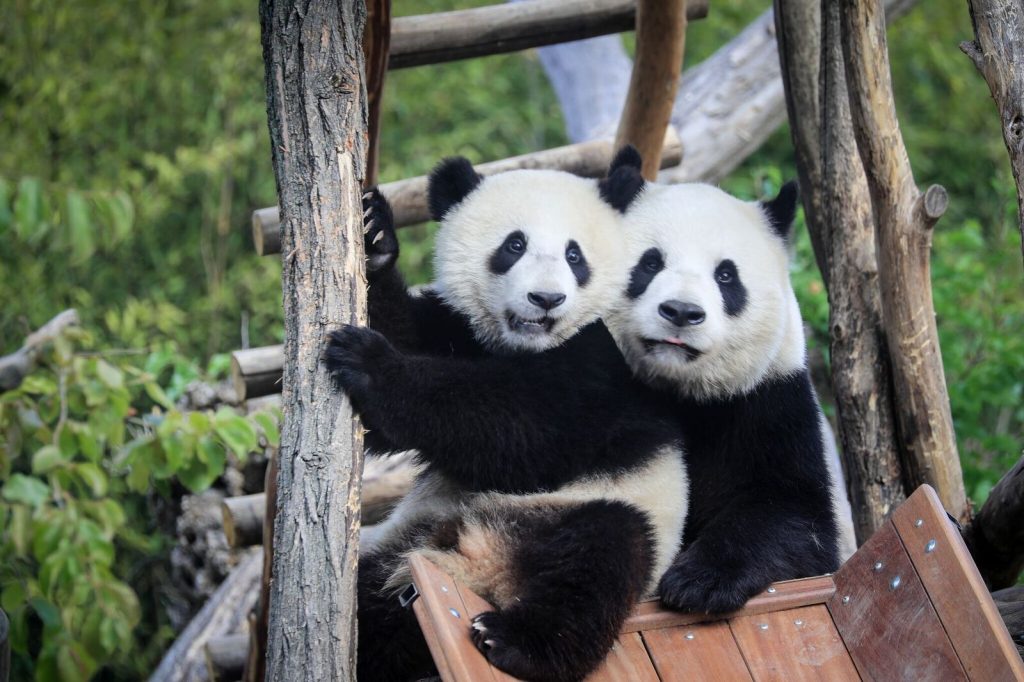 Pandas at Pairi Daiza Zoo Belgium