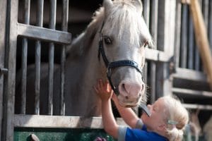 Breehees Horse