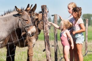 Mariekerke Donkeys