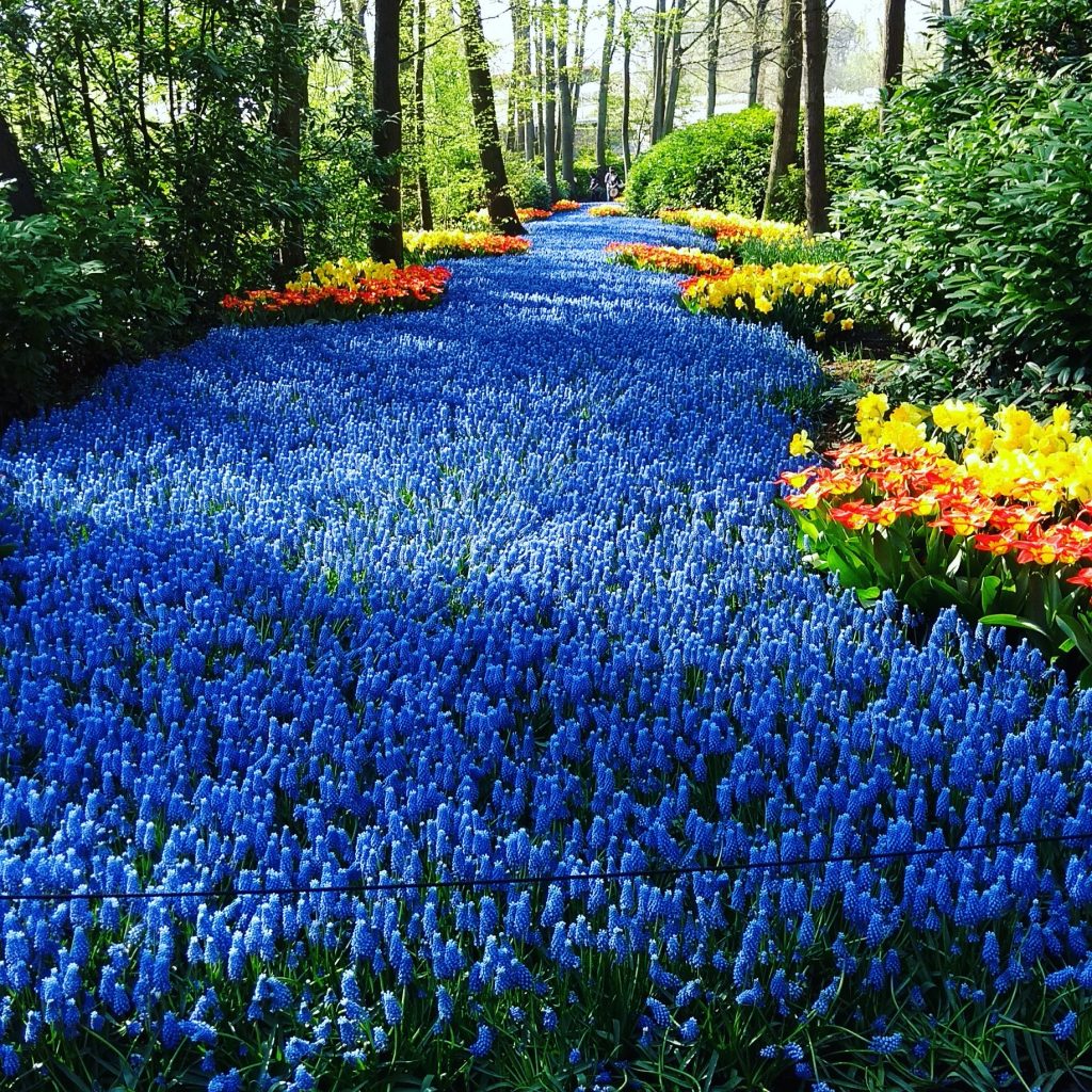 Keukenhof Festival Holland 2018