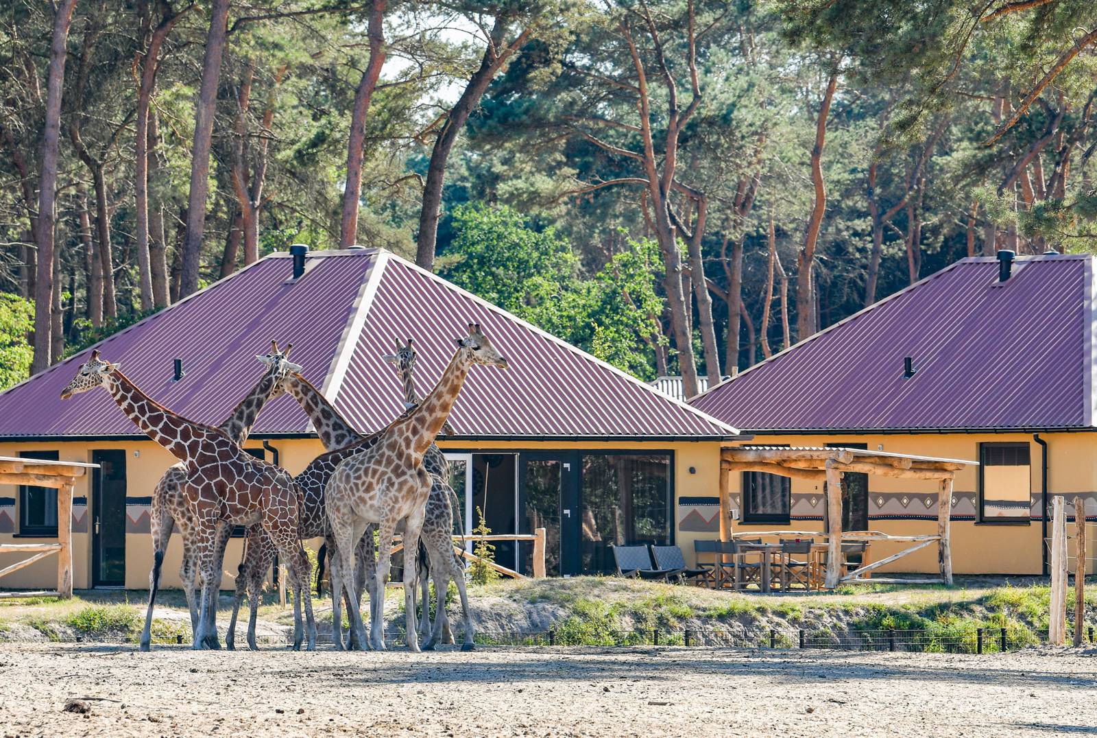 Beekse Bergen Safari Resort