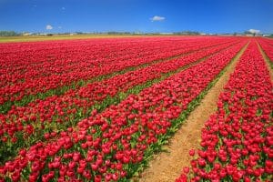 Tulips in Holland