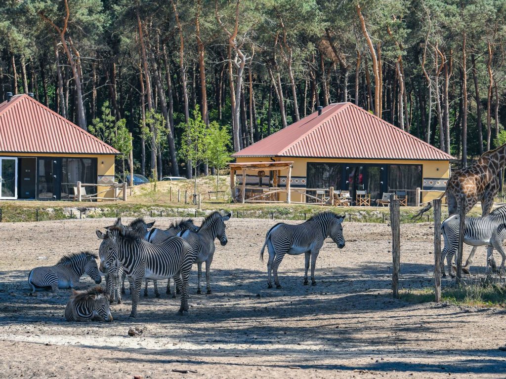 Lodge Plus Beekse Bergen Safari Resort