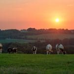 Limburg