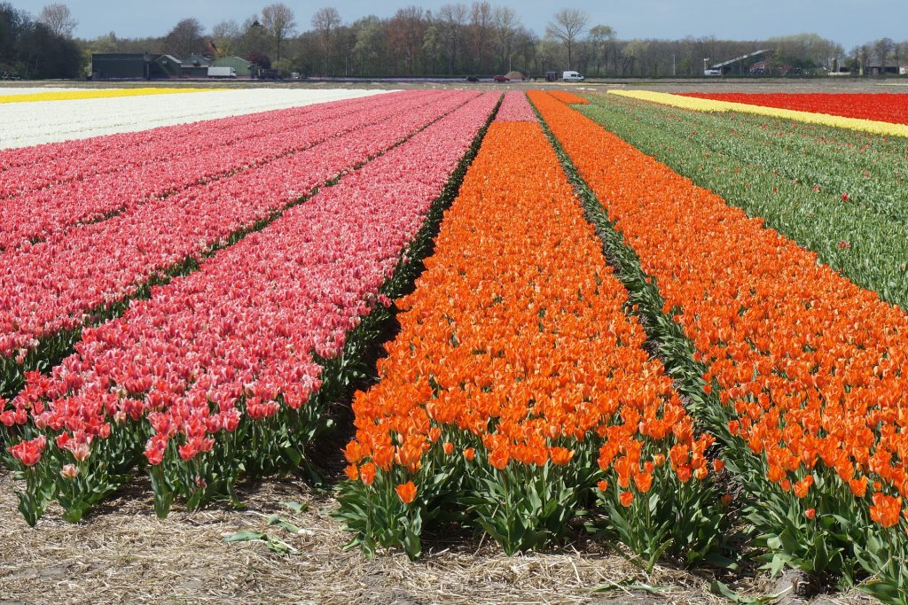 Tulips in Holland