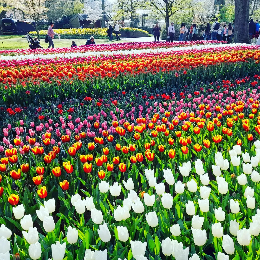 Keukenhof