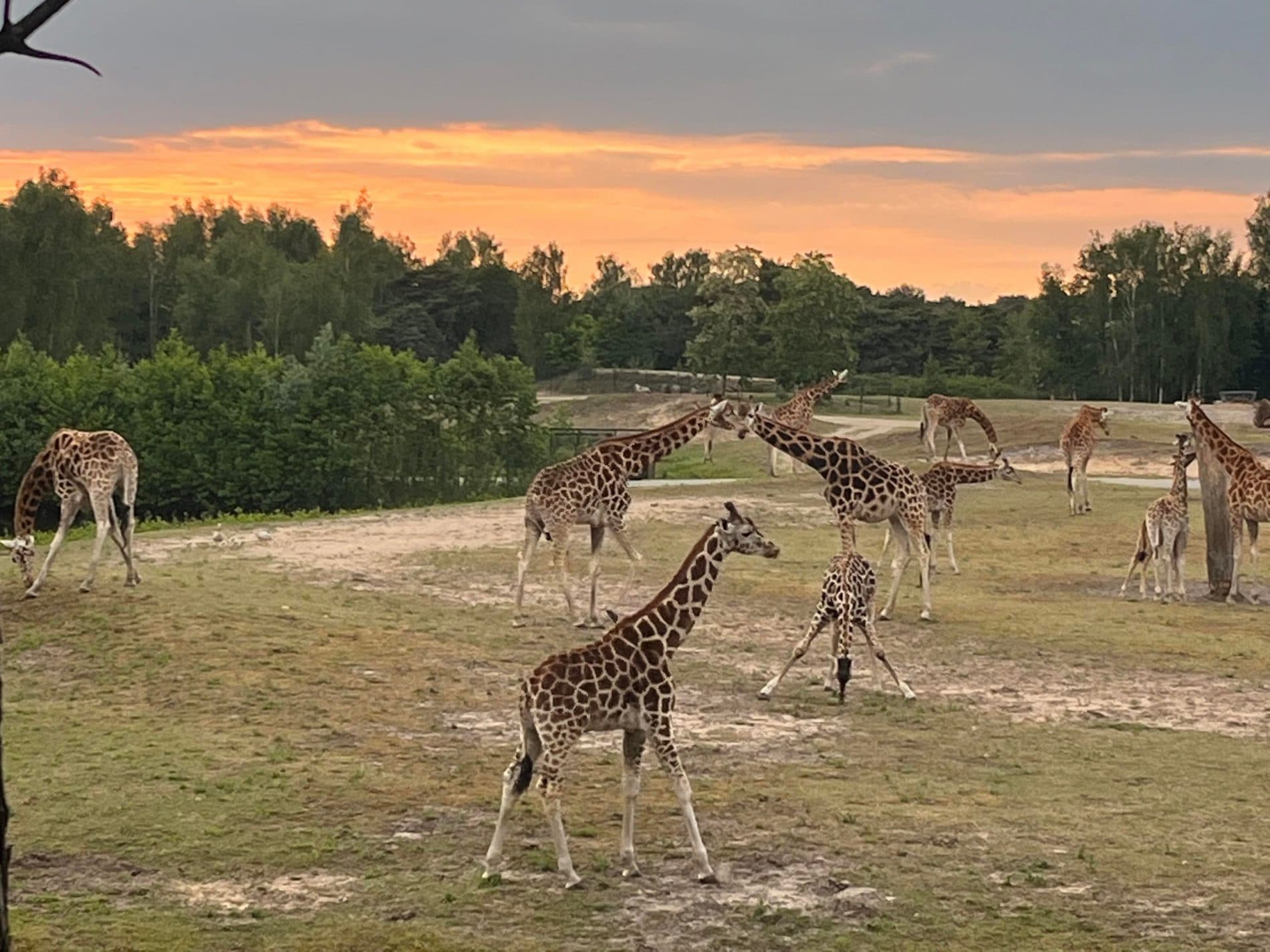 Beekse Bergen Safari Resort