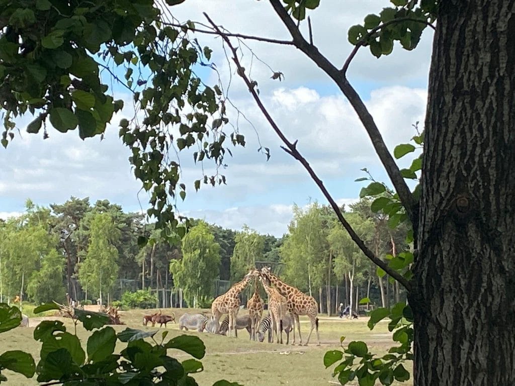 Safari Park Beekse Bergen