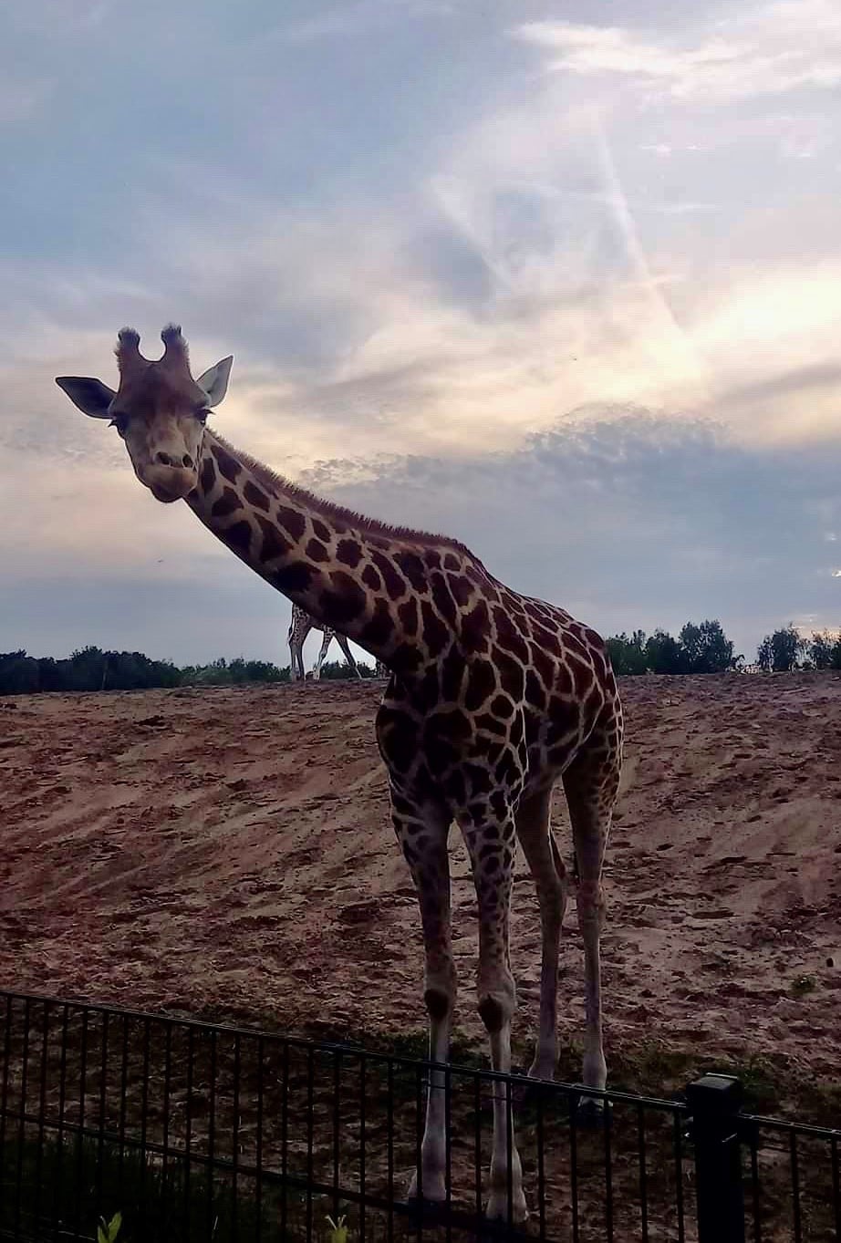 Beekse Bergen Safari Resort