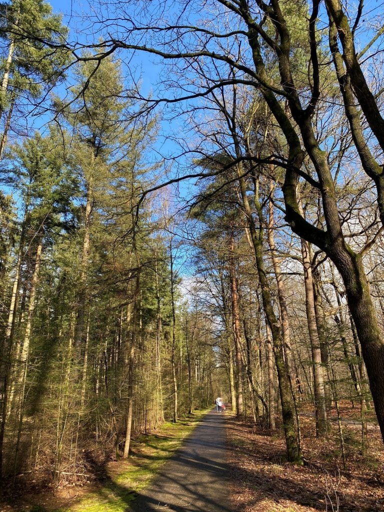 Woodlands near Hof van Saksen