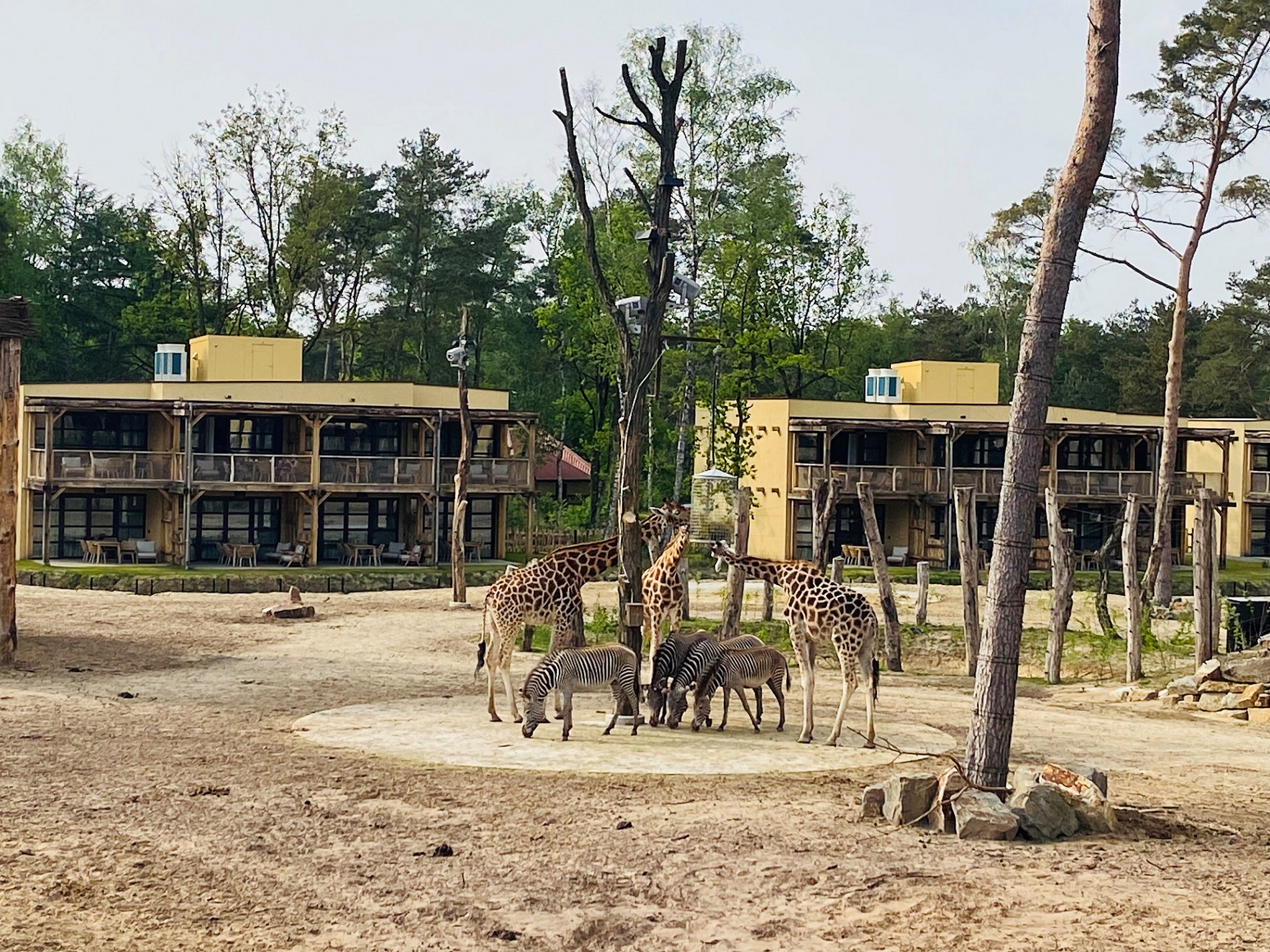 beekse bergen safari hotel review