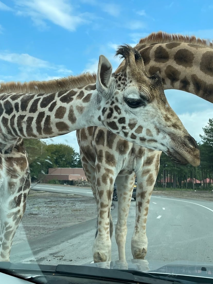 Beekse Bergen Giraffe