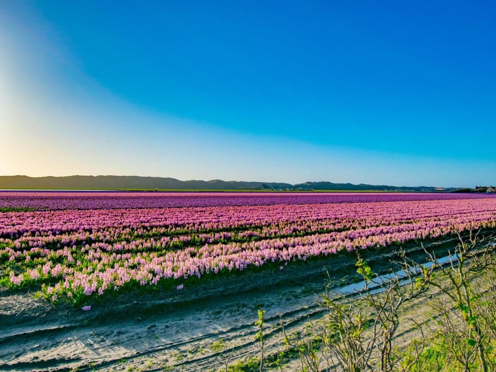 Villa For You Tulip Fields