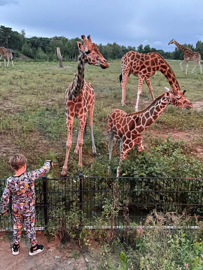 Beekse Bergen giraffes