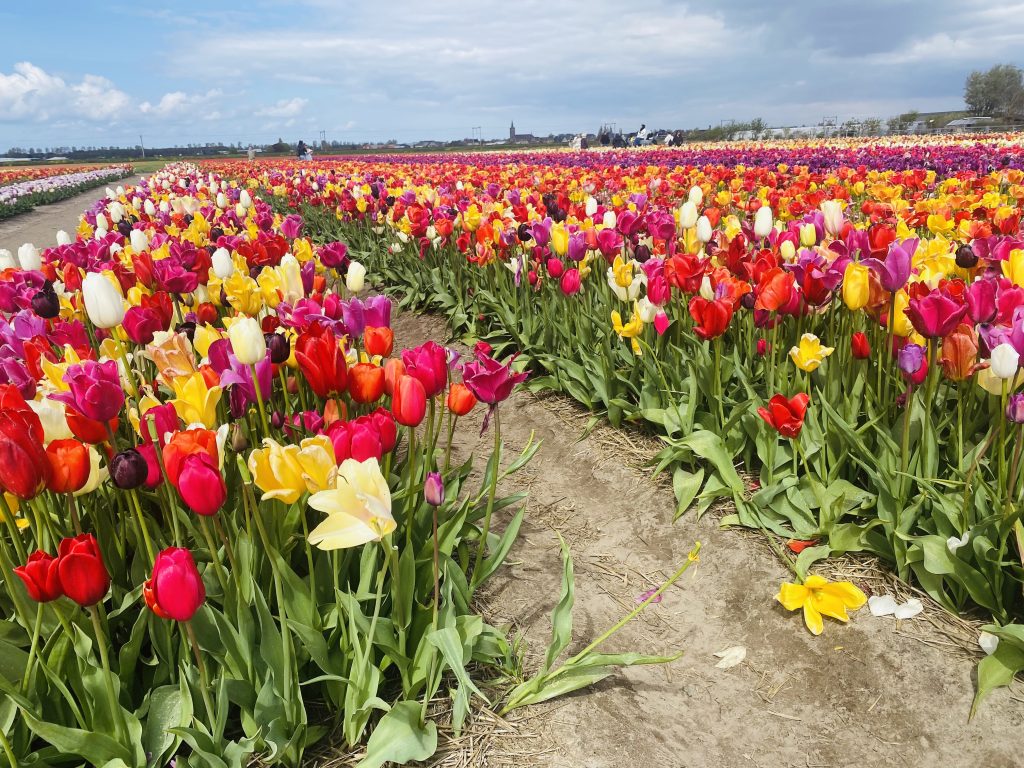 Tulips in Holland