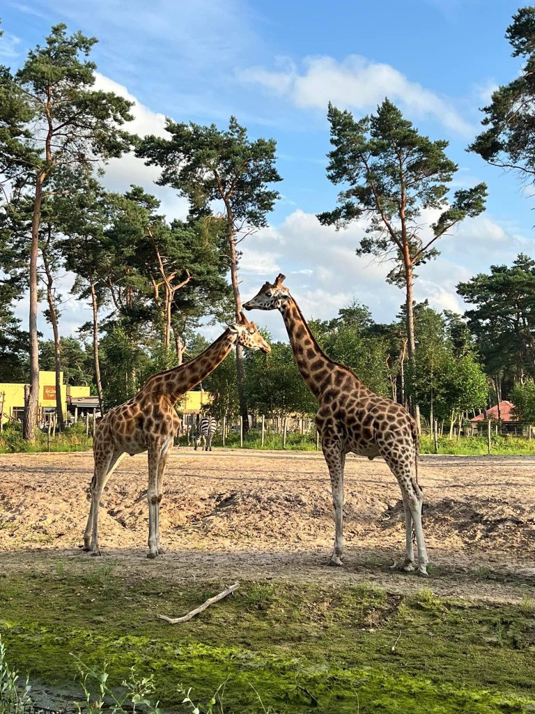 Beekse Bergen Safari Resort