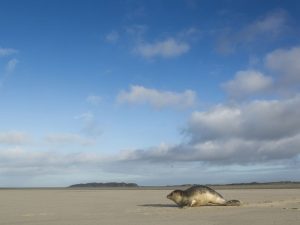 Seals on Texel