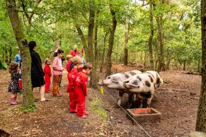 Pigs at FarmCamps Luyterhede