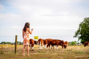 Cows FarmCamps Luyterhede