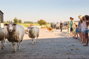 FarmCamps Mariekerke sheep