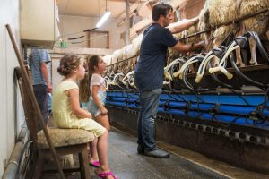 FarmCamps Mariekerke milking the sheep