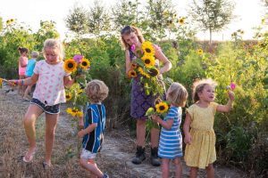 Sunflowers FarmCamps Oranjepolder