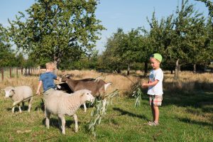 Sheep at FarmCamps Oranjepolder