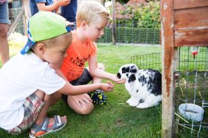 Bunnies at FarmCamps Oranjepolder