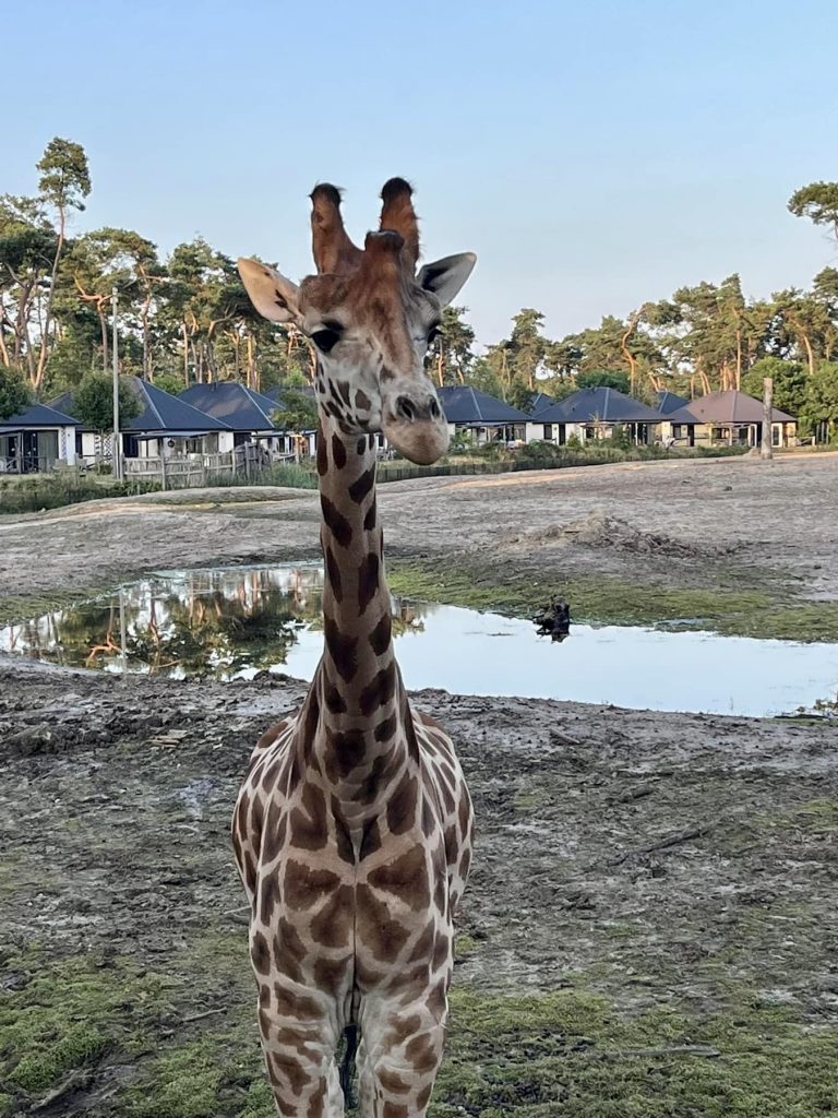 Beekse Bergen safari Resort