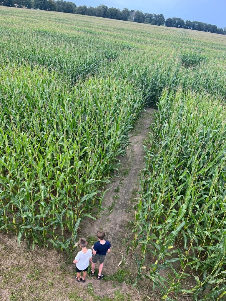 TerSpegelt corn maze