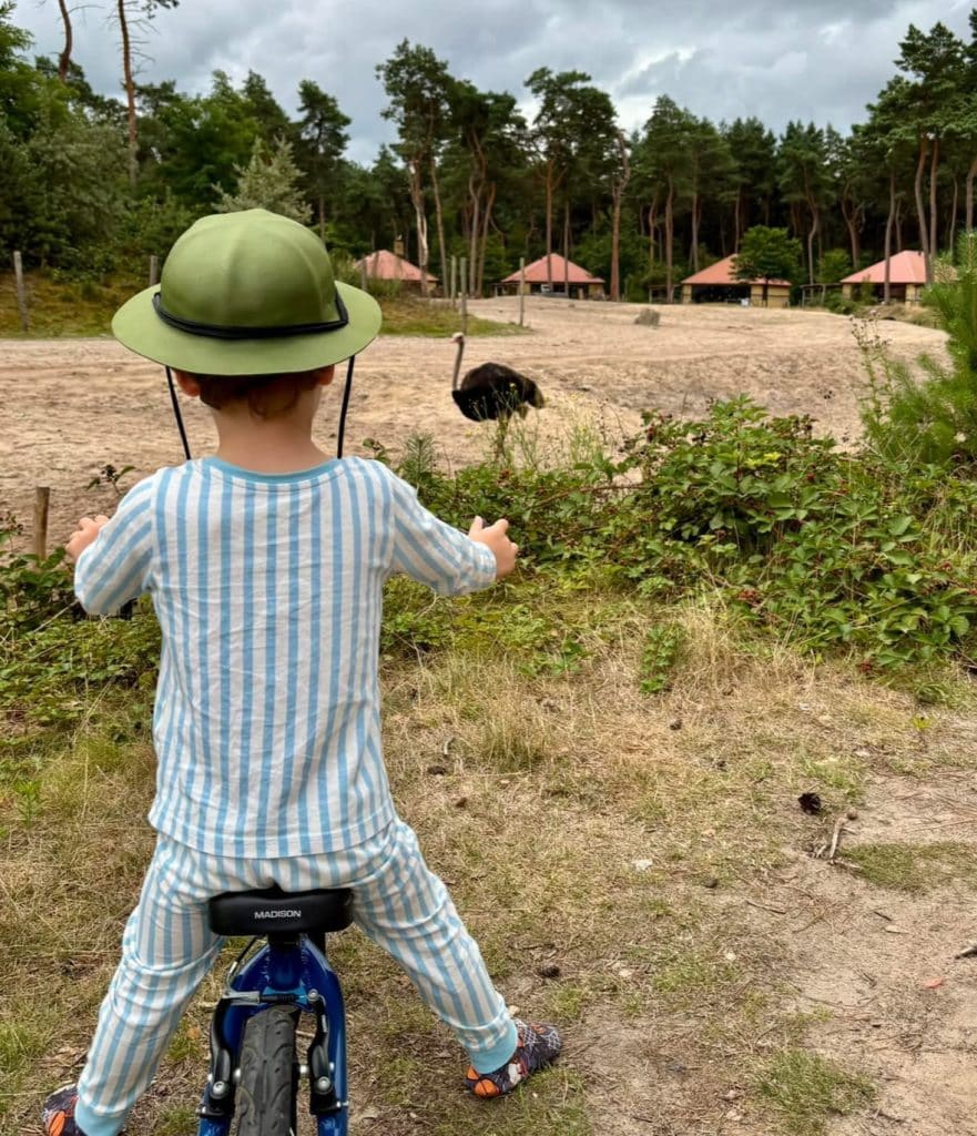 Safari Resort Beekse Bergen Ostrich