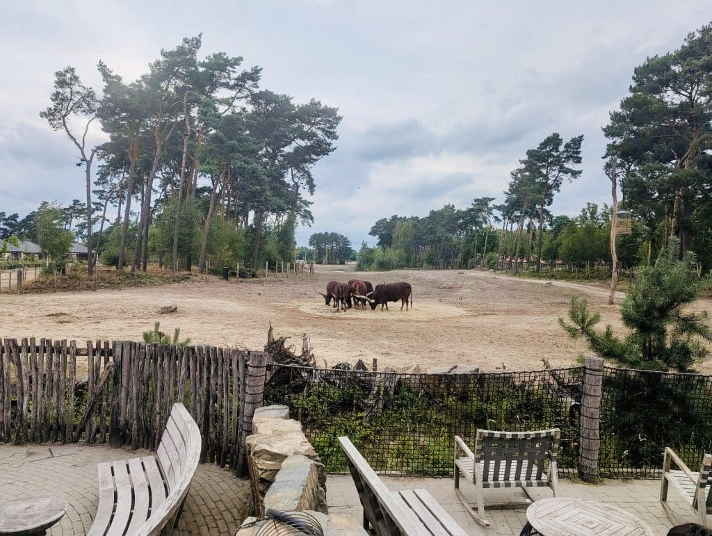 View From Beekse Bergen Safari Resort