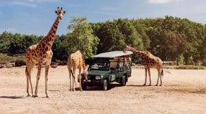 Game Drive Beekse Bergen