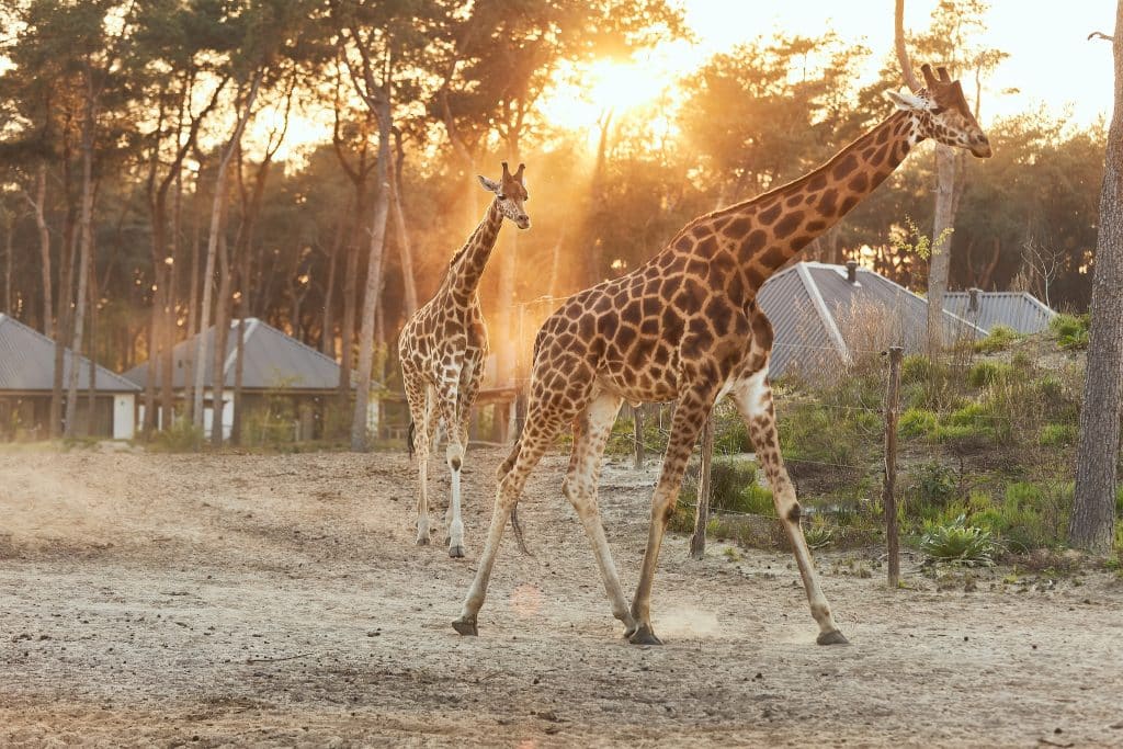 Giraffes Safari Resort Beekse Bergen