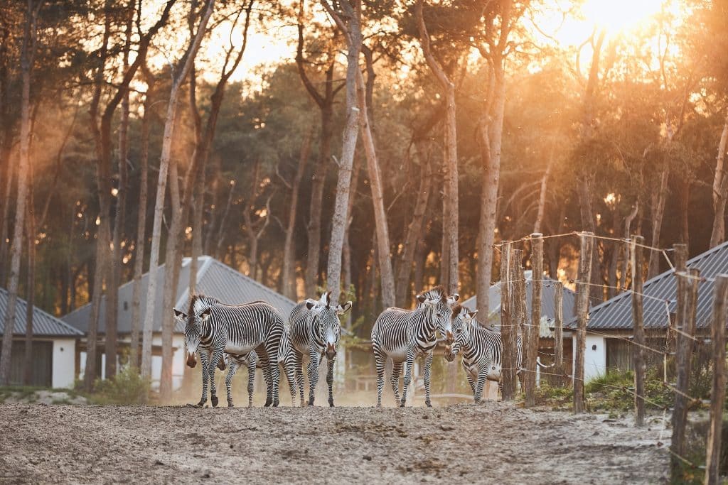 Zebras Beekse Bergen Safari Resort