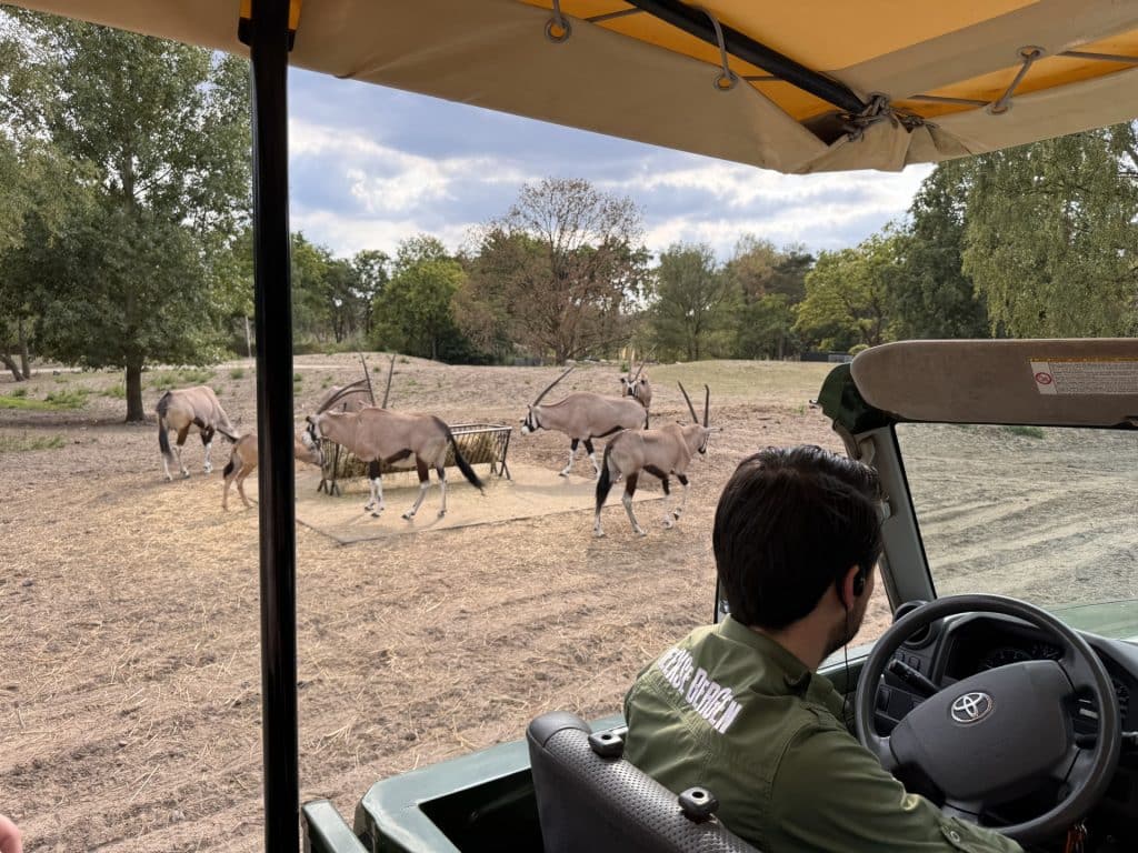 On Safari