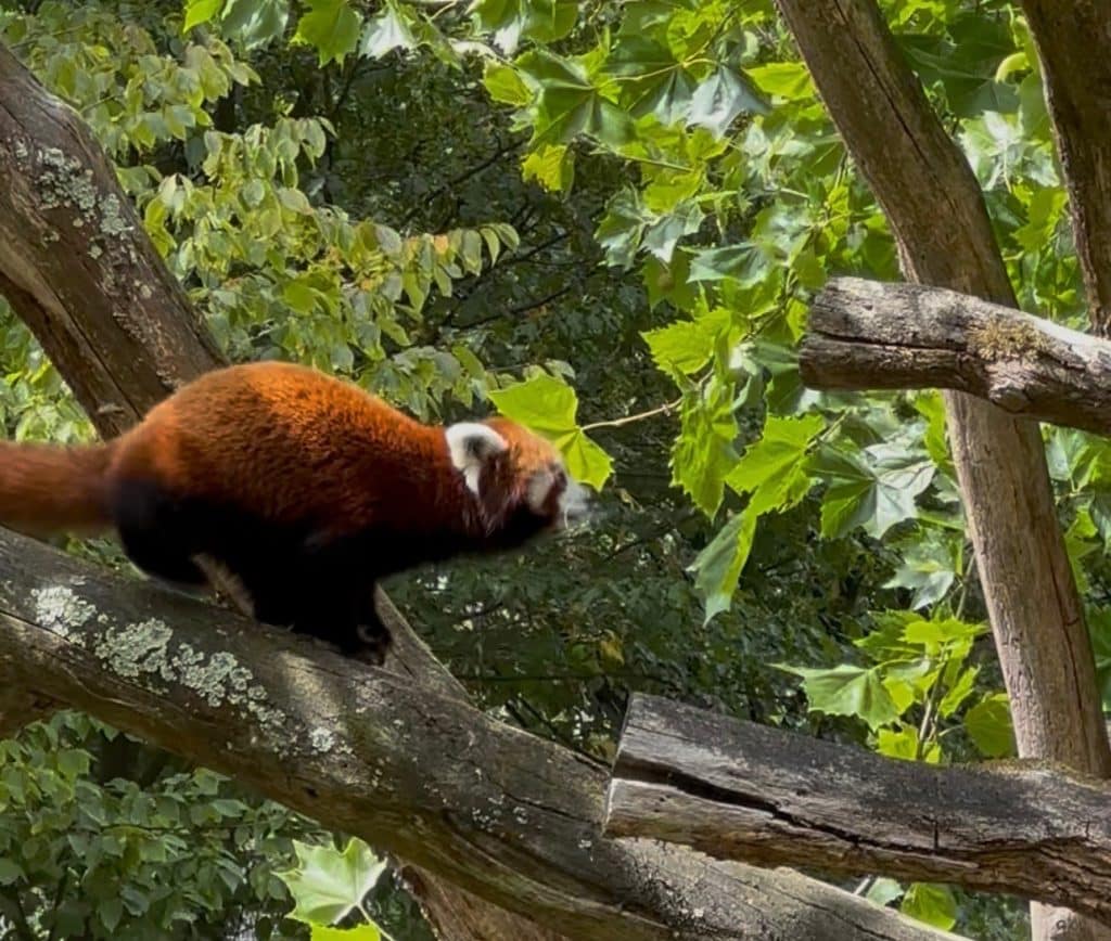 Red Panda