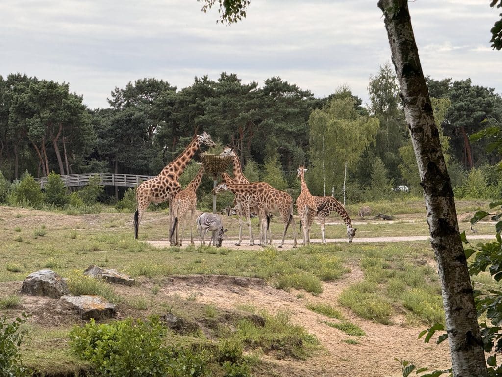 Giraffe Beekse Bergen