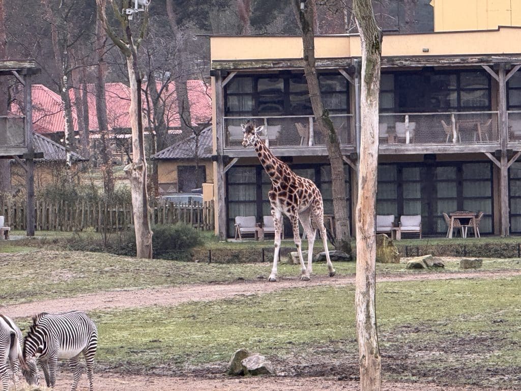 Beekse Bergen Safari Hotel Giraffe