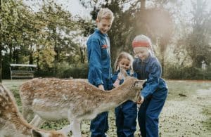 Dierenbos Deer