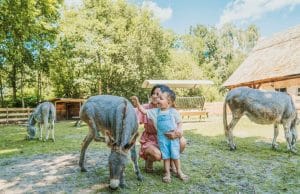 Dierenbos Donkeys