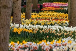 Dutch Flowers